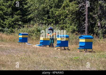 Un uomo lavora in un apiario raccogliendo miele delle api Foto Stock