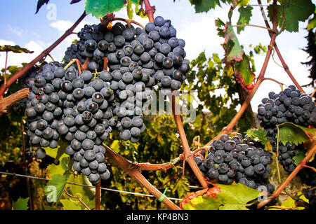 Splendida grande cluster di ripe Sangiovese uva sulla vite in Toscana. Foto Stock