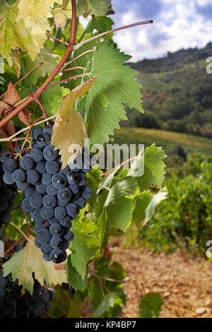 Un mazzetto di ripe Sangiovese uva sulla vite nella regione del Chianti, Toscana, Italia Foto Stock