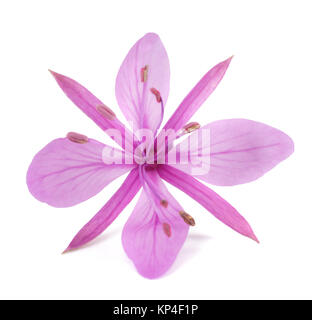 Rosa alpina fiore willowherb isolato su bianco Foto Stock
