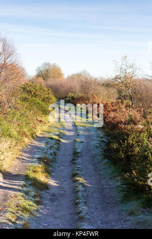 Il sentiero che conduce attraverso la riserva naturale su di un soleggiato inverni giorno, Dorset, Regno Unito Foto Stock