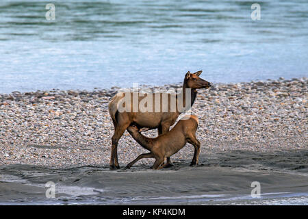 Elk / wapiti (Cervus canadensis) hind vitello lattante lungo la riva del fiume in estate, il Parco Nazionale di Jasper, Alberta, Canada Foto Stock