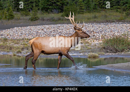 Elk / wapiti (Cervus canadensis) bull Varcando il fiume in estate, il Parco Nazionale di Jasper, Alberta, Canada Foto Stock