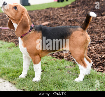 Maschi Beagle tricolore in piedi sull'erba Foto Stock