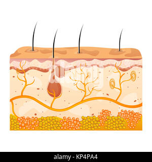 Illustrazione delle cellule della pelle su sfondo bianco Foto Stock