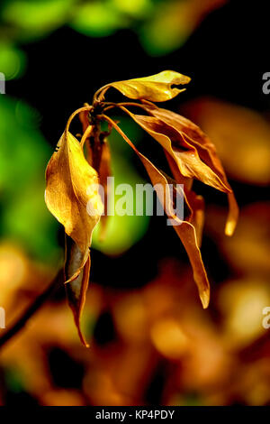 Morbida messa a fuoco selettiva di un fiore di essiccazione Foto Stock