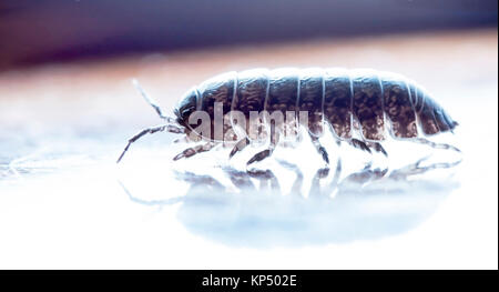 Myriapod, pidocchio del legno Foto Stock