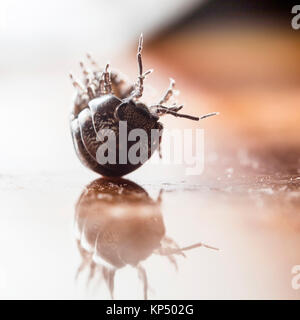 Myriapod, pidocchio del legno Foto Stock