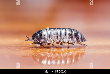 Myriapod, pidocchio del legno Foto Stock