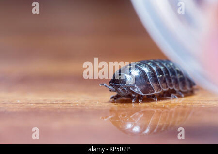 Myriapod, pidocchio del legno Foto Stock