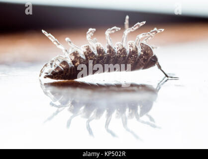 Myriapod, pidocchio del legno Foto Stock