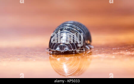 Myriapod, pidocchio del legno Foto Stock