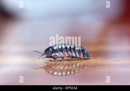 Myriapod, pidocchio del legno Foto Stock