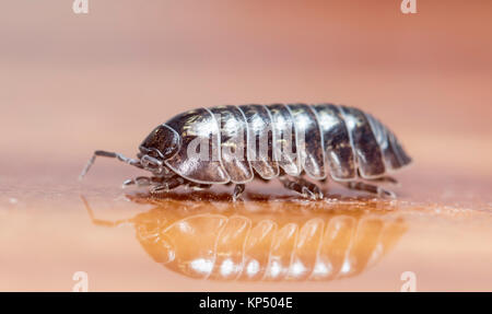 Myriapod, pidocchio del legno Foto Stock