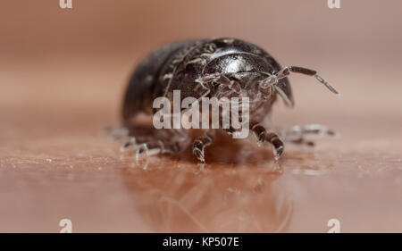 Myriapod, pidocchio del legno Foto Stock