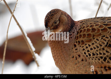 Gallina Fagiana nella neve Foto Stock