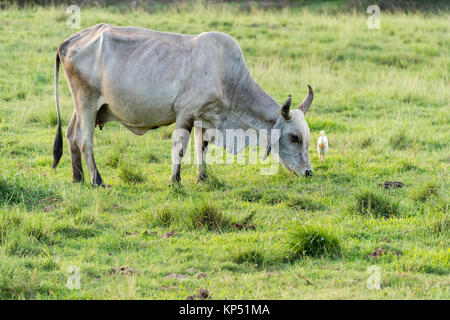 Brahman mucca in Martinica, il Caribe Foto Stock