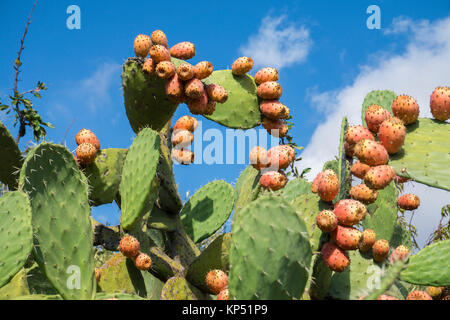 Fichidindia (Opuntia ficus-indica), Olbia-Tempio, Gallura Sardegna, Italia, mare Mediterraneo, Europa Foto Stock