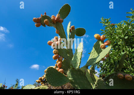 Fichidindia (Opuntia ficus-indica), Olbia-Tempio, Gallura Sardegna, Italia, mare Mediterraneo, Europa Foto Stock