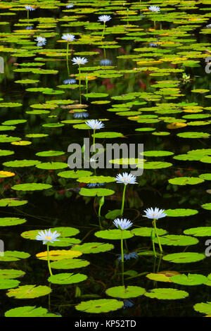 Water Lilies sbocciare in un stagno sulla Big Island delle Hawaii. Foto Stock