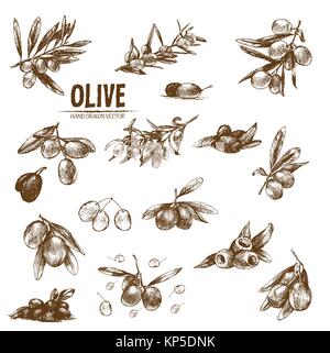 Vettore digitale disegni dettagliati di olive e di olio disegnati a mano retrò illustrazione insieme di raccolta, forno stufa. Artistico sottile Matita contorno. Vintage fla di inchiostro Illustrazione Vettoriale