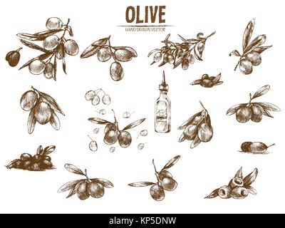 Vettore digitale disegni dettagliati di olive e di olio disegnati a mano retrò illustrazione insieme di raccolta, forno stufa. Artistico sottile Matita contorno. Vintage fla di inchiostro Illustrazione Vettoriale
