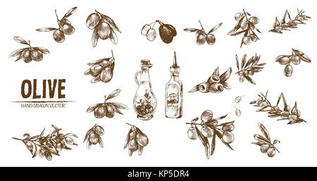Vettore digitale disegni dettagliati di olive e di olio disegnati a mano retrò illustrazione insieme di raccolta, forno stufa. Artistico sottile Matita contorno. Vintage fla di inchiostro Illustrazione Vettoriale