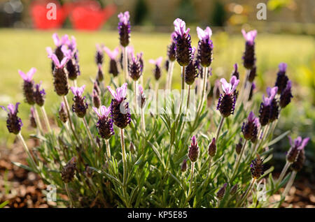 lavanda francese Foto Stock