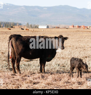 Vitello Newboern Montana Ranch nascita nudo ranch di bestiame Foto Stock