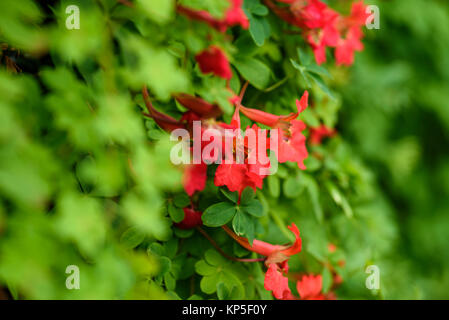 Rosso dei fiori della pianta rampicante del tropaeolum speciosum Foto Stock