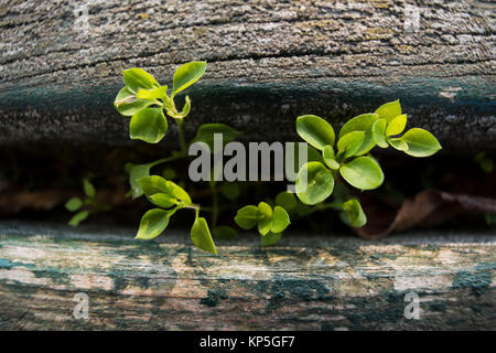 Piantine crescente tra la vecchia scheda Foto Stock