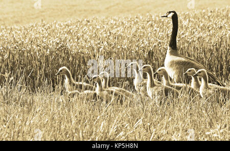 Un adulto Canada Goose con il suo Goslings a piedi attraverso un agricoltore del campo di grano Foto Stock