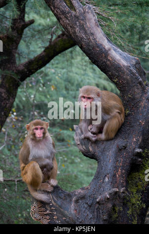 Macaco Rhesus scimmie seduto nella struttura ad albero Foto Stock