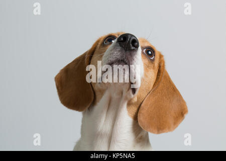 I giovani alla ricerca di Beagle fino isolato su sfondo bianco. Foto Stock