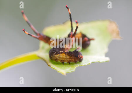 Puss Moth larvae (Cerura vinula) con terminazioni sollevata in posizione difensiva. Surrey, Regno Unito. Foto Stock