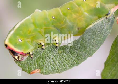 Puss Moth larva (Cerura vinula) 5 alimentazione instar su scrub Willow. Surrey, Regno Unito. Foto Stock