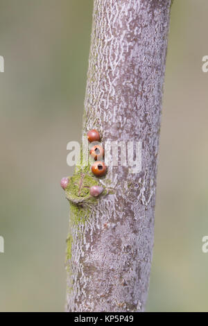 Uova schiuse di Puss Moth (Cerura vinula) caterpillar su wiilow. Surrey, Regno Unito. Foto Stock