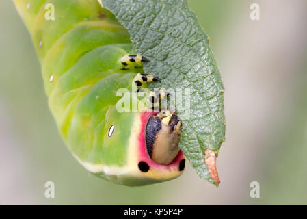 Puss Moth larva (Cerura vinula) 5 alimentazione instar su scrub Willow. Surrey, Regno Unito. Foto Stock