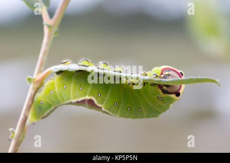 Puss Moth larva (Cerura vinula) 5 alimentazione instar su scrub Willow. Surrey, Regno Unito. Foto Stock