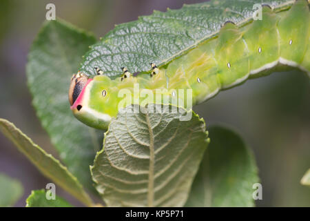 Puss Moth larva (Cerura vinula) 5 alimentazione instar su scrub Willow. Surrey, Regno Unito. Foto Stock