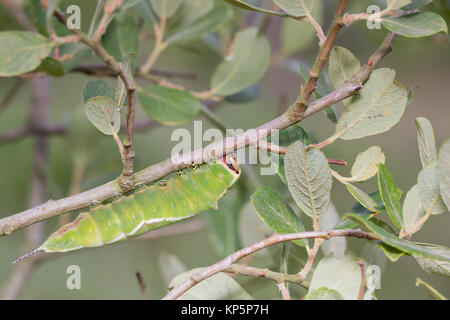 Puss Moth larva (Cerura vinula) quinto instar scrub su Willow. Surrey, Regno Unito. Foto Stock