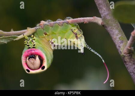 Puss Moth larva (Cerura vinula) instar 5 in posizione difensiva. Surrey, Regno Unito. Foto Stock