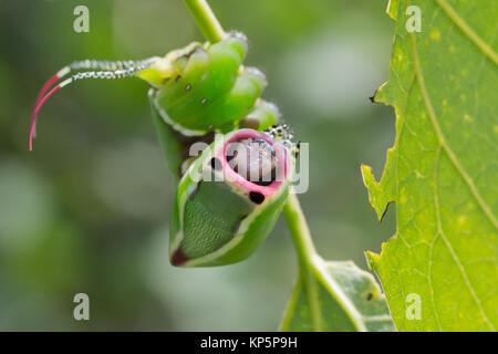 5° instar Puss Moth caterpillar (Cerura vinula) su Aspen. Surrey, Regno Unito. Foto Stock