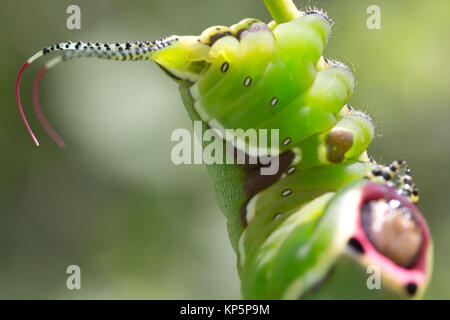 5° instar Puss Moth caterpillar (Cerura vinula) su Aspen. Surrey, Regno Unito. Foto Stock