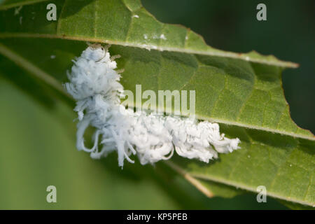 Lanosi alder sawfly larva (Eriocampa ovata) su ontano. Surrey, Regno Unito. Foto Stock