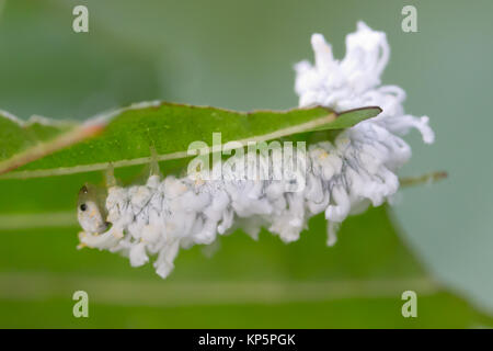 Lanosi alder sawfly larva (Eriocampa ovata) su ontano. Surrey, Regno Unito. Foto Stock