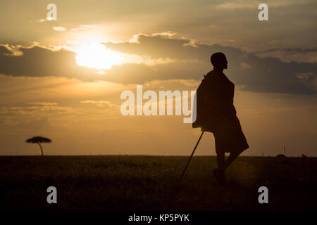 Masai guida safari Josphat Mako passeggiate attraverso il Mara North Conservancy confinanti con il Masai Mara riserva nazionale come il sole tramonta 23 giugno 2015 nel Masai Mara, Kenya. (Foto di Stuart Prezzo/rendono Kenya via Planetpix) Foto Stock