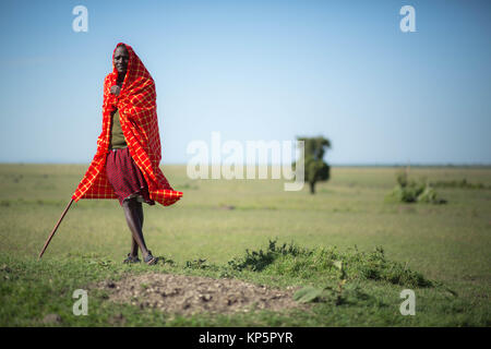 Kenya Safari Masai Josphat guida Mako sorge nel nord di Mara Conservancy confinanti con la Riserva Nazionale di Masai Mara Giugno 24, 2015 in Masai Mara, Kenya. (Foto di Stuart Prezzo/rendono Kenya via Planetpix) Foto Stock