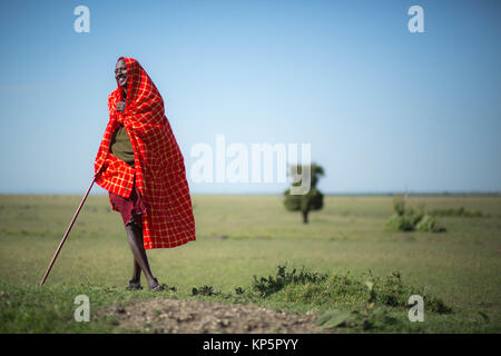 Kenya Safari Masai Josphat guida Mako sorge nel nord di Mara Conservancy confinanti con la Riserva Nazionale di Masai Mara Giugno 24, 2015 in Masai Mara, Kenya. (Foto di Stuart Prezzo/rendono Kenya via Planetpix) Foto Stock