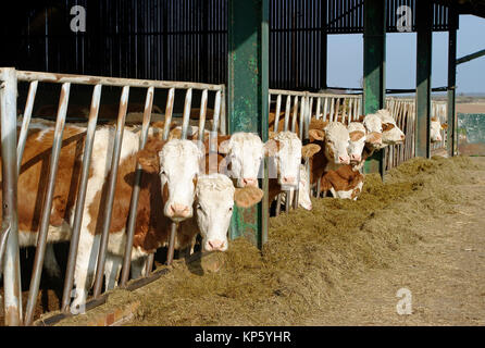 Alimentazione bestiame Foto Stock